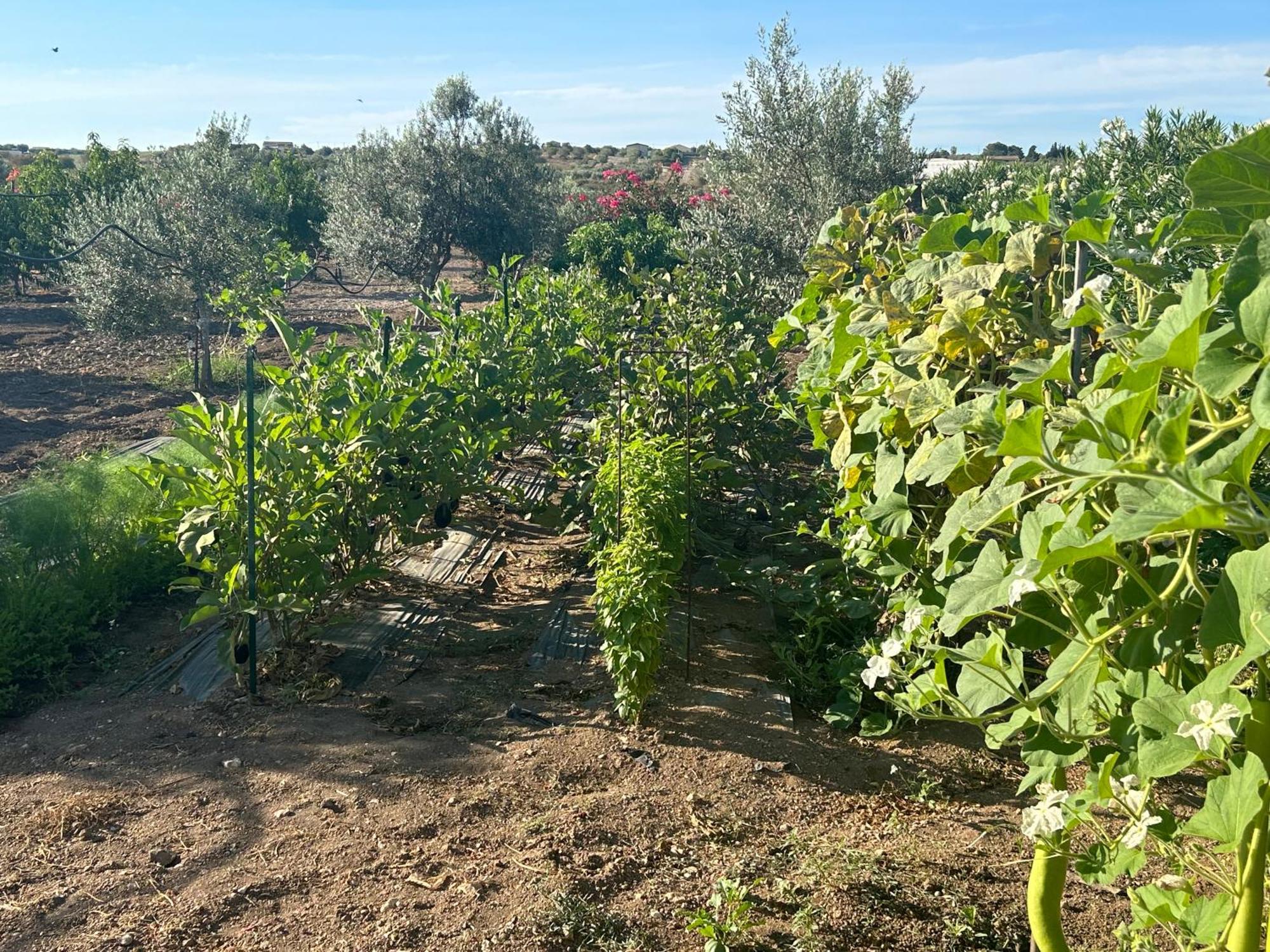 Baglio Il Gelso E L'Ulivo Appartamento Il Carrubo Reitani Exterior photo