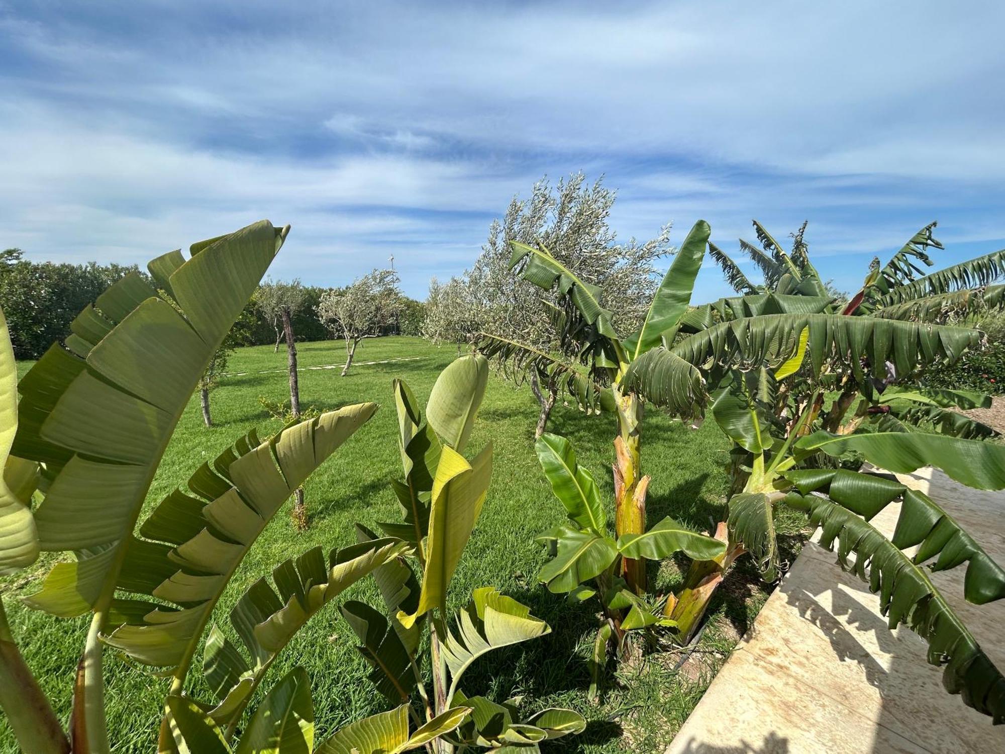 Baglio Il Gelso E L'Ulivo Appartamento Il Carrubo Reitani Exterior photo